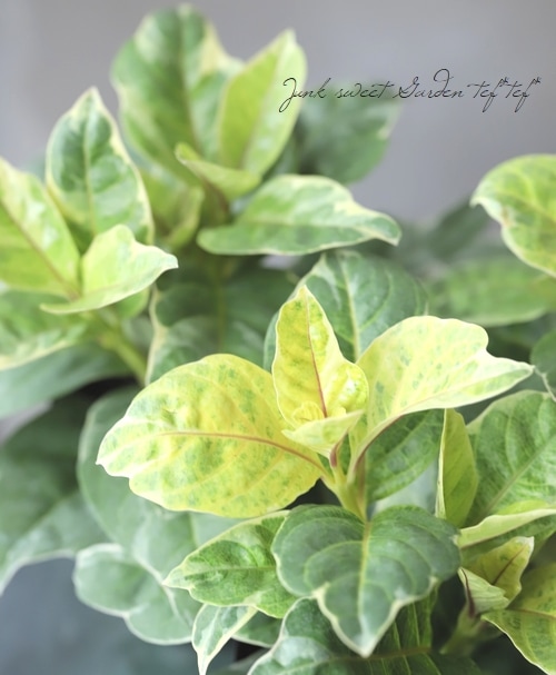 観葉植物 プセウデランテマム オヴァリフォリウム すべての商品 Junk Sweet Garden Tef Tef 観葉植物 プセウデランテマム オヴァリフォリウム すべての商品 Junk Sweet Garden Tef Tef