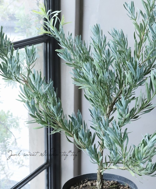 常緑針葉樹】 ポドカルプス・マキ 『アイシーブルー』 | すべて