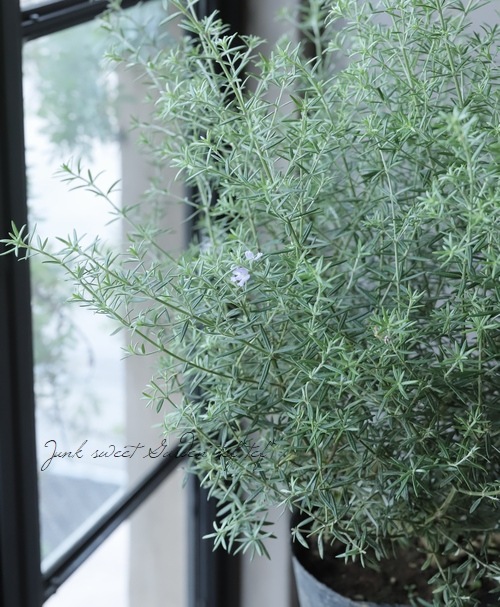 オーストラリアン ローズマリー ウエストリンギア グリーン すべての商品 Junk Sweet Garden Tef Tef