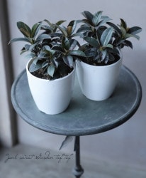 �ڴ��տ�ʪ�ۥե����� �إޥ���������١�