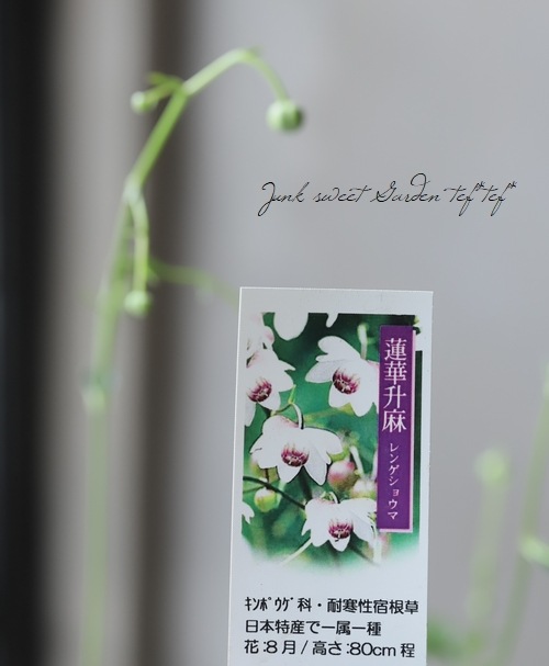 山野草】 『蓮華升麻 -レンゲショウマ-』 葉傷みあり | すべての商品