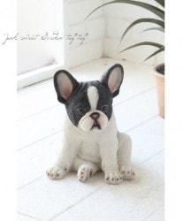 �ڻ��ߡ� �����ߥ����ե����֥�