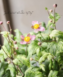 꽩  ؽ鲻١奦ᥤ ڲָ20off