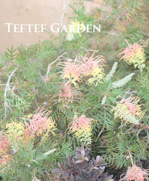 グレビレア 『ピーチズアンドクリーム』 オーストラリアンプランツ