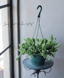 �ڴ��տ�ʪ�ۥ�ץ��ꥹ �إ᥻��֥ꥢ��ơ� ���