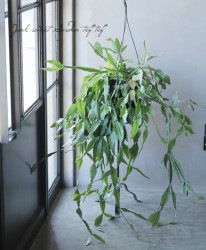 �ڴ��տ�ʪ�ۥ�ץ��ꥹ �إ���ץƥ����١�