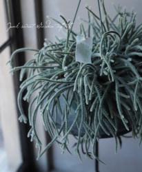 �ڴ��տ�ʪ�ۥ�ץ��ꥹ �إۥ����