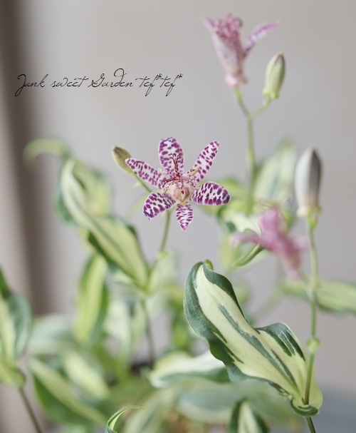 山野草】 斑入り 『ホトトギス』 | すべての商品 | | Junk sweet