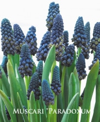 �ڵ庬�� �ॹ���ꡡ�إѥ�ɥ������