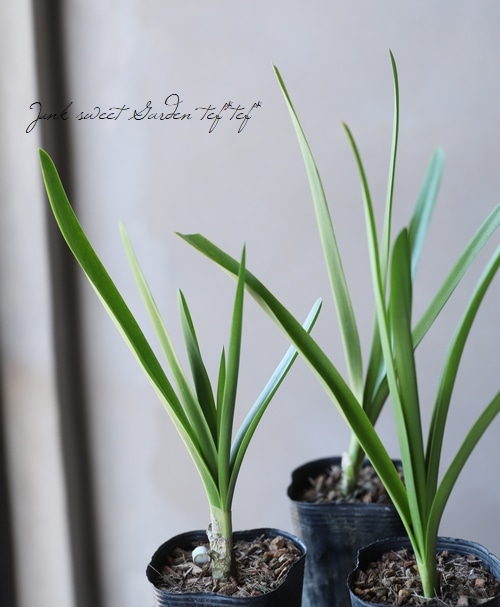 横山園芸さん育種】 ネリネ 『クリスパリリー』 | すべての商品