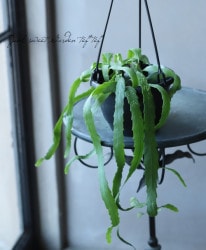 �ڴ��տ�ʪ�ۥ�ץ��ꥹ �إɥ饴���