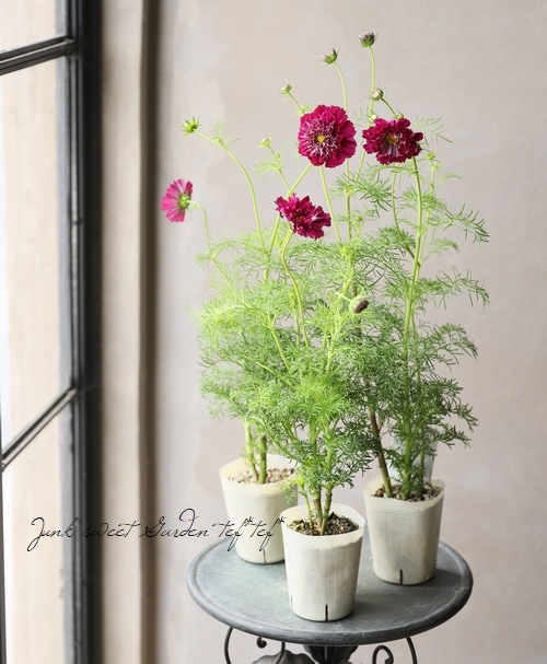 ダブルクリック コスモス 種 Autos Honda Com Pe