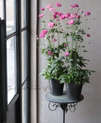Ȭ�ź餭�����ơ��إץ��ĥϥ���åҡ١����奦�ᥤ����