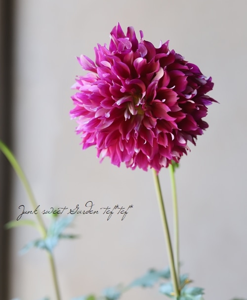 大輪ダリア 『誘惑』 開花前株 | すべての商品 | | Junk sweet Garden