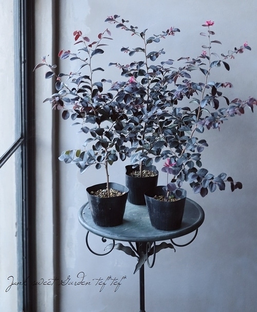 トキワマンサク 『黒美人-くろびじん-』 | すべての商品 | | Junk