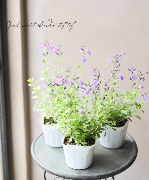 サルビア チェリーセージ ライトパープル すべての商品 Junk Sweet Garden Tef Tef