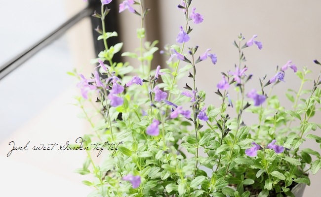 サルビア・チェリーセージ 『ライトパープル』 | すべての商品