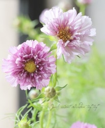 Ȭ�ź餭�����⥹�����֥륯��å����إ������ܥ�ܥ�١�