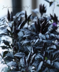 �Ѿ��ѥȥ����饷 �ذ�����ޡ�