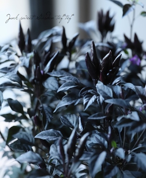 観賞用トウガラシ 悪魔の爪 すべての商品 Junk Sweet Garden Tef Tef