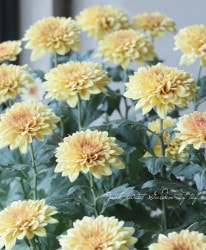 ���ץ졼�ޥࡦ����ƥ��꡼�� �إ���������