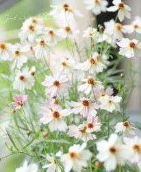 쥪ץ֥롼ॻ إ쥪١ֿѤ롪