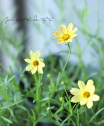 쥪ץ إȥޡޥ졼ɡ١