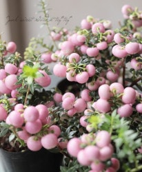 ڥͥåƥ ϥåԡ٥꡼/ǥ٥꡼إۥ磻ȡԥ󥯡