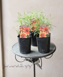 إ쥪ץӥåХ󥷥꡼ إ󥰥С