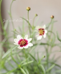 إ쥪ץӥåХ󥷥꡼ إ磻