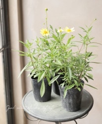 إ쥪ץӥåХ󥷥꡼ إեࡼ