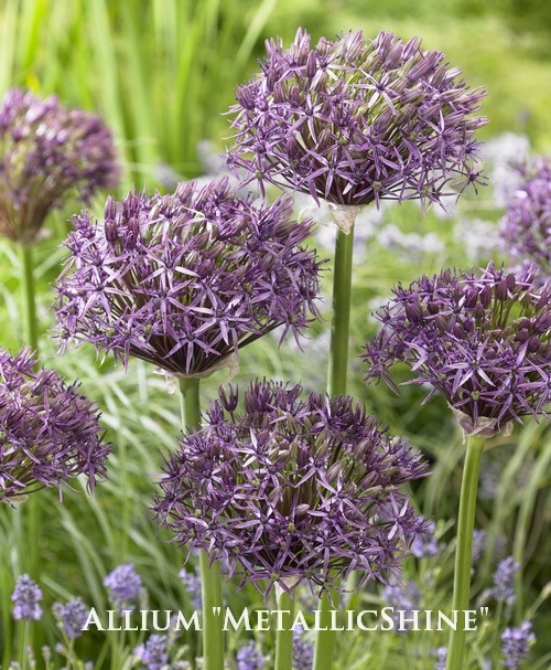 アリウム　知多２本 000000014317_9P3g6sC.jpg