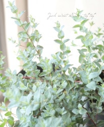 �桼���ꡡ�إࡼ��饰�����