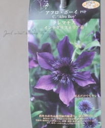 ����ꥸ�ʥ륯��ޥ���������ƥ���ե��ꥢ�ϡ��إ��ե��ܡ����١�2020ǯ���ʼ�