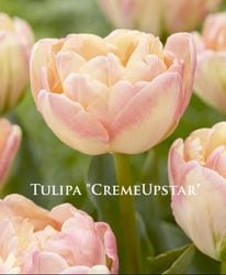 9���ȯ���ڵ庬��Ȭ�ź餭���塼��å�  �إ��꡼�ॢ�åץ������� �庬5��