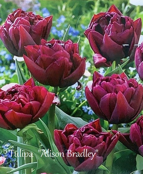 球根】八重咲きチューリップ 『アリソンブラッドリー』 球根5球