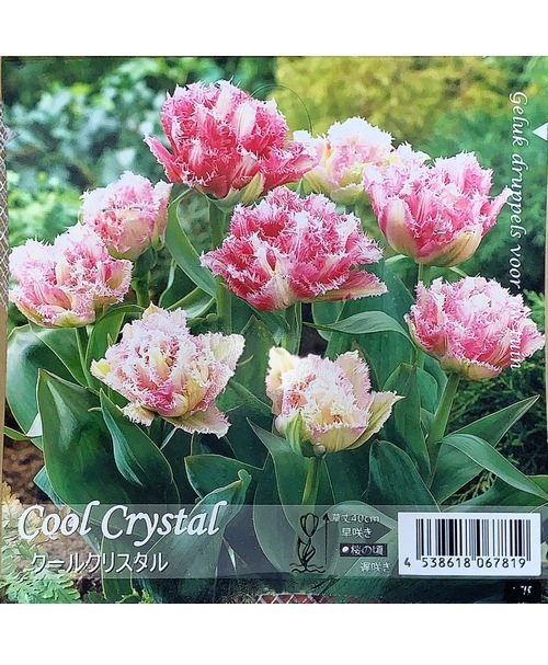 八重咲きチューリップ 『クールクリスタル』 球根5球 | すべての商品