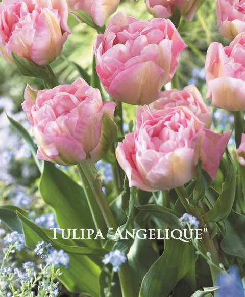 球根】 八重咲きチューリップ 『アンジェリーケ』 遅咲き | 球根