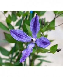 ����ꥸ�ʥ륯��ޥ���������ƥ���ե��ꥢ�ϡ��ؿ鱫�١�2020ǯ���ʼ�