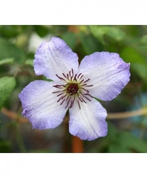 ����ꥸ�ʥ륯��ޥ������ե�����ϡ��ؤ��ꤵ��١�2020ǯ���ʼ�