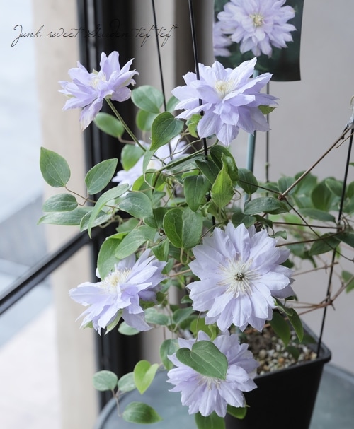 及川オリジナルクレマチス パテンス八重系 天空 すべての商品 Junk Sweet Garden Tef Tef