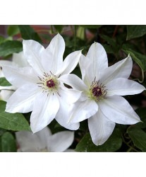 ����ꥸ�ʥ륯��ޥ����� �ѥƥ󥹷ϡ���������