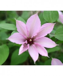 ����ꥸ�ʥ륯��ޥ����� �ѥƥ󥹷ϡ��إ֥饤�ȡ����ȥ꡼���