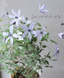 ����ꥸ�ʥ륯��ޥ���������ƥ���ե��ꥢ�ϡ���ή����