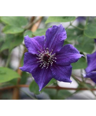 及川オリジナルクレマチス・ フロリダ系 『夜明け前』 | すべての商品