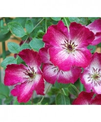 ����ꥸ�ʥ륯��ޥ����� �ե�����ϡ��إޥꥢ���롼�����