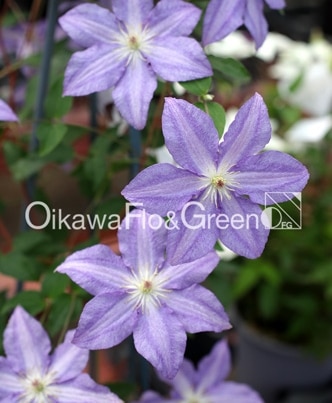 ����ꥸ�ʥ륯��ޥ����� �ե�����ϡ������ᤰ���