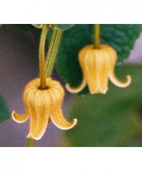 ����ꥸ�ʥ륯��ޥ������ߺ餭���Х���ʡ����ϡ��ظ��殺�쥦�����ե������