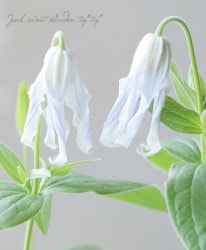 �ڵ���ե饰�꡼��� ����ޥ���������ƥ���ե��ꥢ�ϡ�������١�