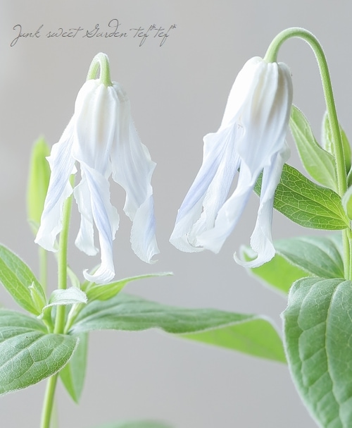 及川フラグリーン】 クレマチス・インテグリフォリア系 『白麗